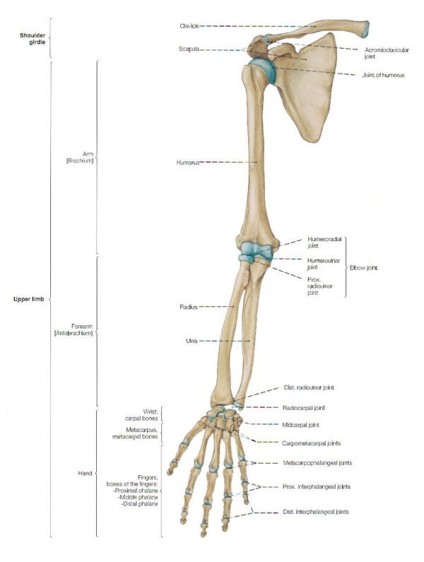 Bones Of The Hand And Forearm