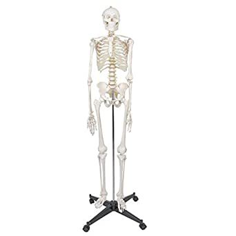 Human Skeleton Life Size