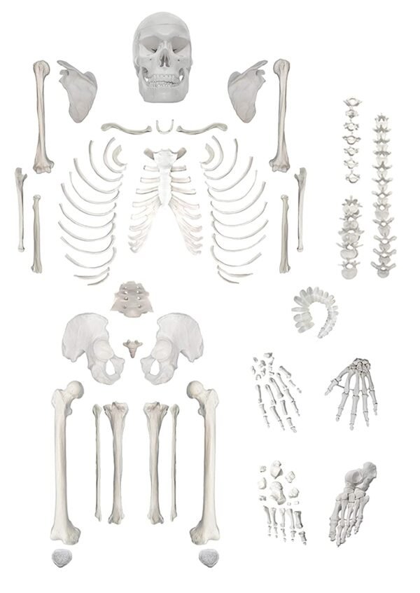 Human Disarticulated Skeleton