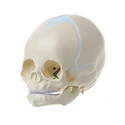 Baby Skull