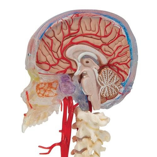 Skull With Blood Vessels - 3 Parts