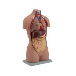 Budget Sexless Torso
