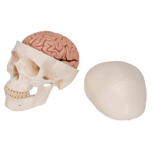 Classic Human Skull With Brain