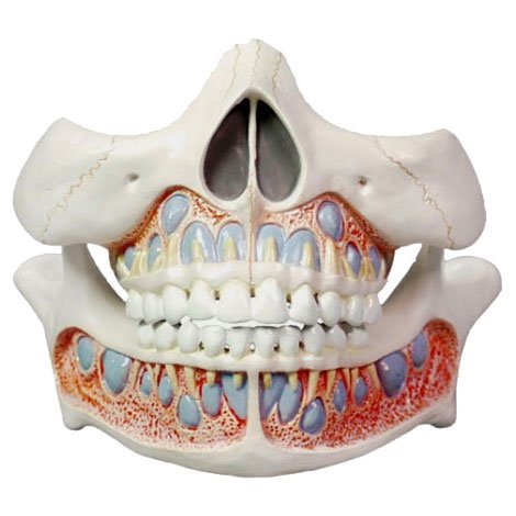 Deciduous Teeth Model