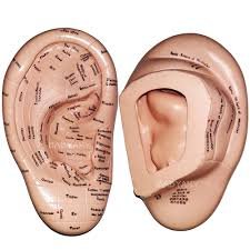 Ear Acupuncture Model