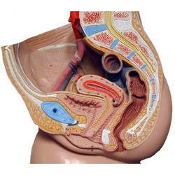Female Genital Organs Model