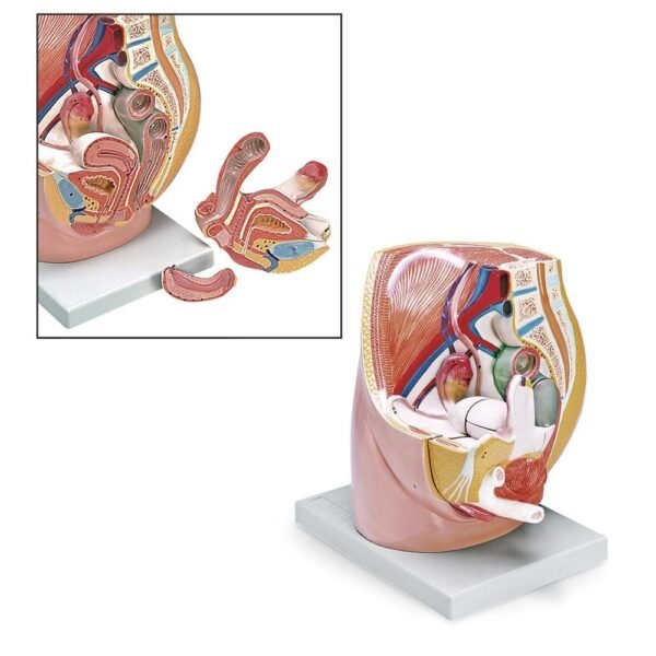Female Pelvis - 3 Parts