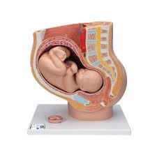 Female Pelvis With 8-Week Ebryo - 3 Parts