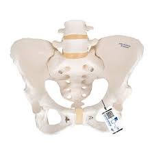 Female Skeletal Pelvis
