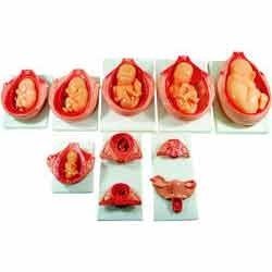 Fetal Development Process Model