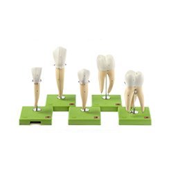 Five Models Of Teeth