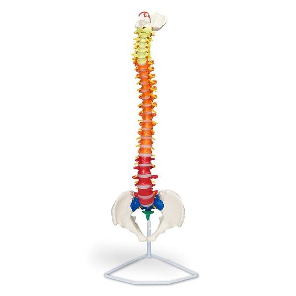 Flexible Spinal Column With Colour Coded Regions