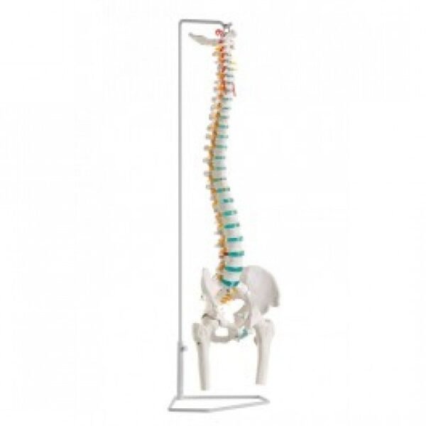 Flexible Vertebral Column With Femur Heads And Muscle Insertions