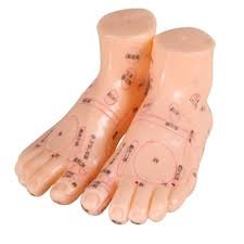 Foot Acupuncture Model