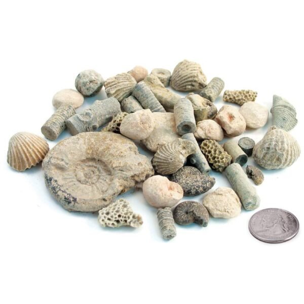 Fossil Kit