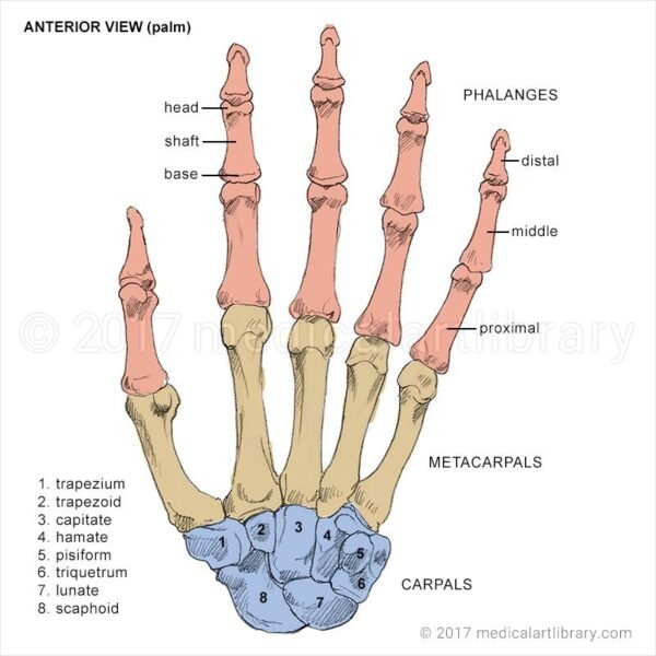 Hand Bones