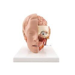 Head Model 6 Part