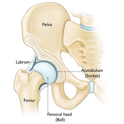 Hip Joint