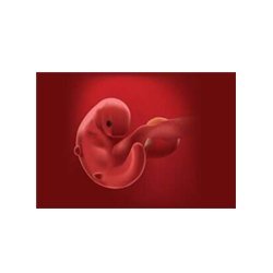 Human Embryo 4-Week Old