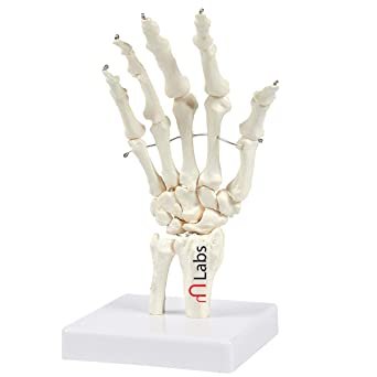 Human Hand And Wrist Model