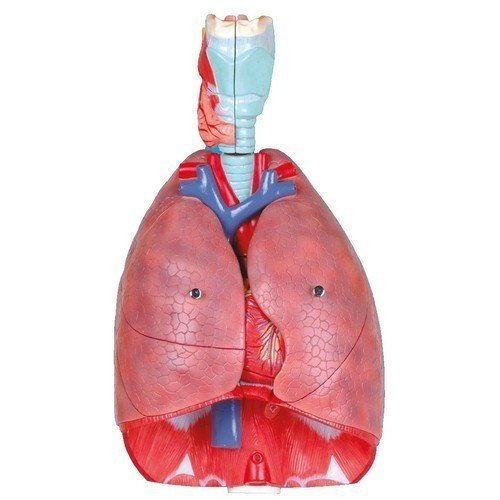 Human Lung Model
