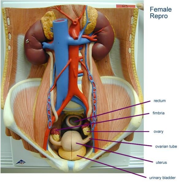 Human Urinary Bladder Model