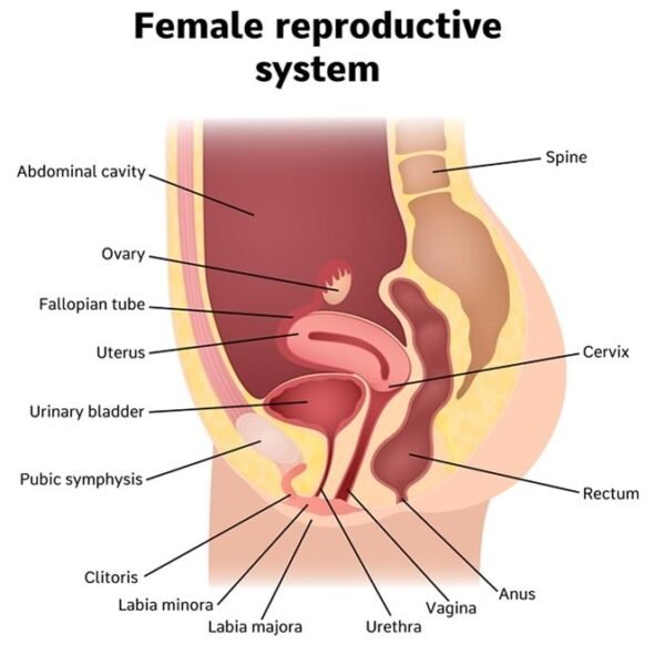 Internal Female Reproductive Organs