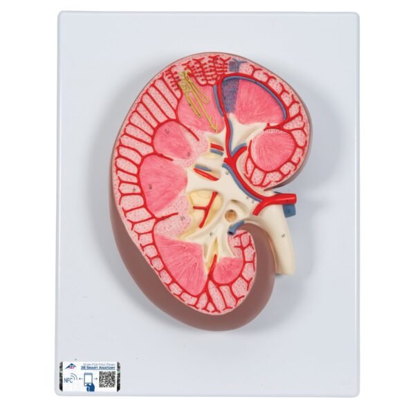 Kidney Model