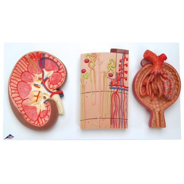 Kidney Section With Renal Nephron And Renal Corpuscle