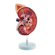 Kidney with Adrenal Gland 1-5 Times Enlarged - 2 Parts