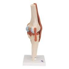 Knee Joint Skeleton Model