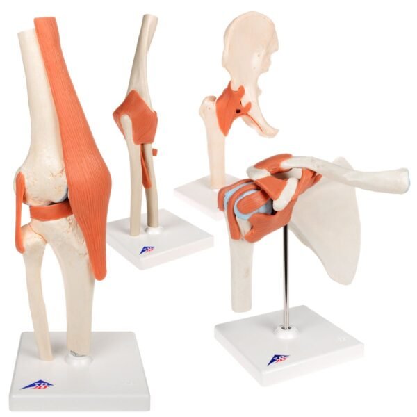 Knee Joints Set