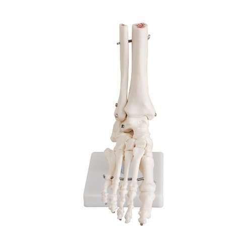 Life-Size Foot Joint Model