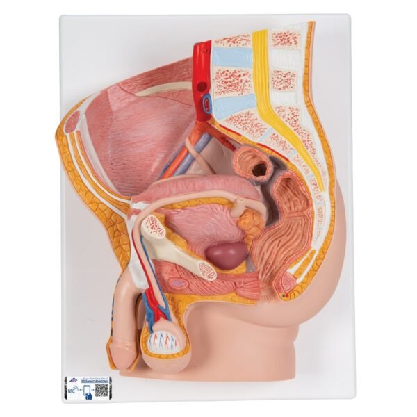 Male Pelvis - 4 Parts