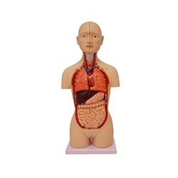 Mini Torso Dual-Sex