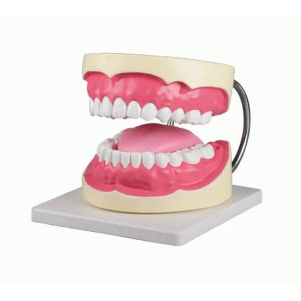 Oral Hygiene Model
