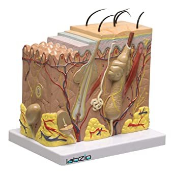 Skin Model