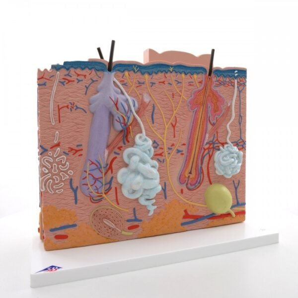 Skin Section Model