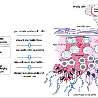 Spermatogenesis Models