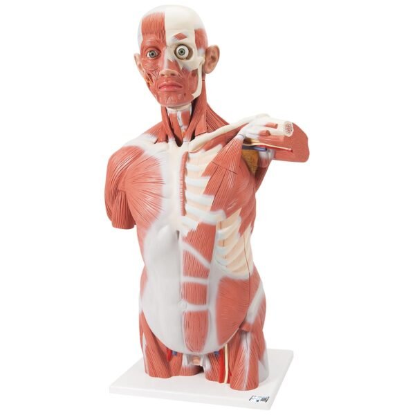 Human Life-Size Muscle Torso