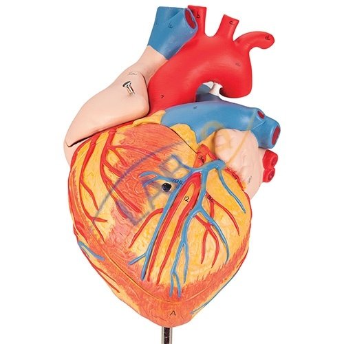 Human Heart - 4 Parts
