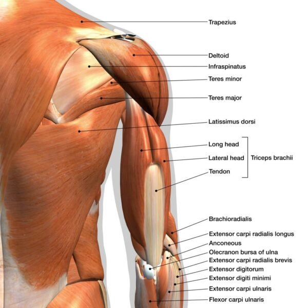 Shoulder Muscle Anatomy Model